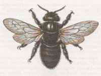Пчела-Плотник